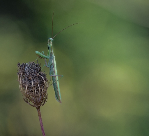 2017-09-30/SPentaxQR
SPentaxQR-Dans vos series "Des mantes"
