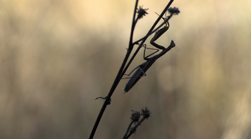 2017-10-14/SPentaxQR
SPentaxQR-Macro et proxiphotographie nature
