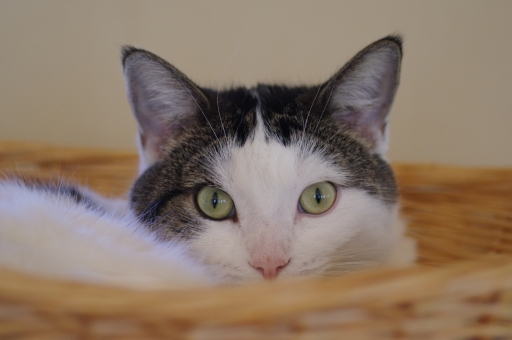 2017-10-28/QcK3 100mm
QcK3 100mm-Animaux domestiques ou captifs
