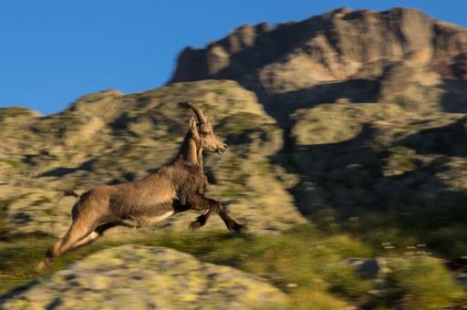 2017-12-28/ASM
ASM-Faunes sauvage
