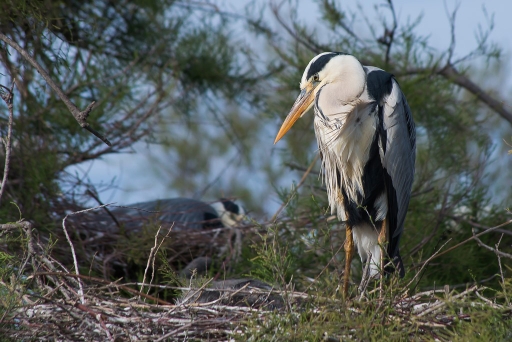 2015-05-29 / phoenix1366
phoenix1366 [ Faune sauvage ]
