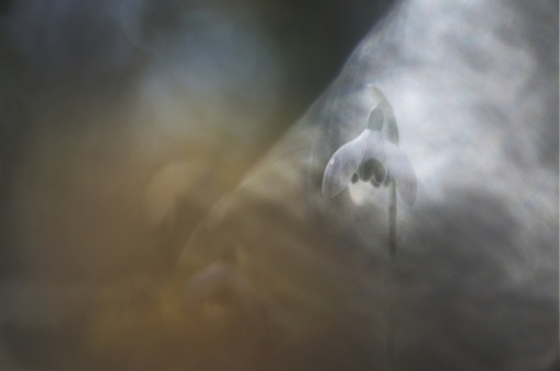 2018-01-13/donlope01
donlope01-Flore et botanique
