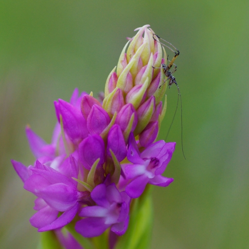 2018-01-16/Mitoufle
Mitoufle-Flore et Botanique

