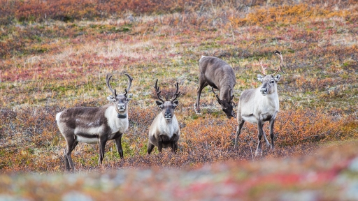 2018-02-10/ASM
ASM [Faune sauvage]
