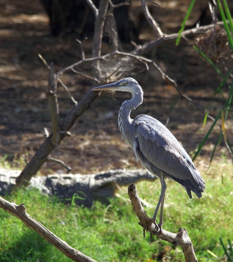 2018-02-23/pilote14
pilote14-Faune sauvage
