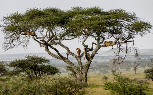 2018-02-28/Lorness
Lorness-Faune sauvage.
