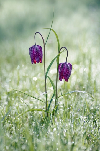 2018-04-10/Mitoufle
Mitoufle-Flore et botanique
