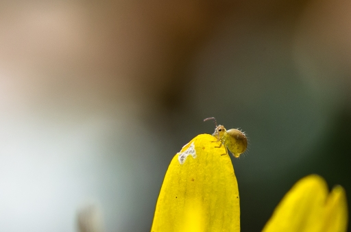2018-05-05/Le Bernard
Le Bernard-Macro et proxiphotoghraphie nature.
