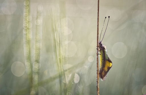 2018-05-28/donlope01
donlope01-Macro et proxiphotographie nature.
