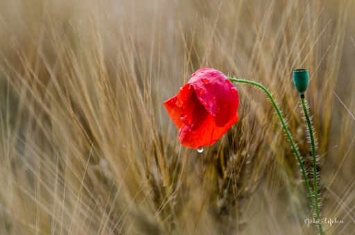 2018-05-05/degun13113
degun13113-Flore et botanique 
