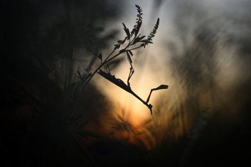 2018-07-17/donlope01
donlope01- Macro et proxiphotographie nature.
