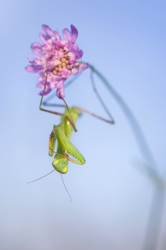 2018-07-19/donlope01
donlope01-Macro et proxiphotographie nature.
