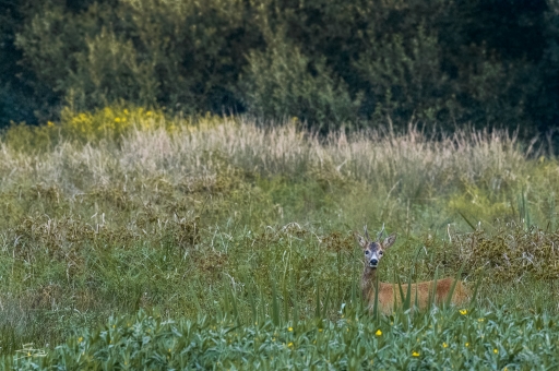 2018-07-30/raptor-dst
raptor-dst-Faune sauvage
