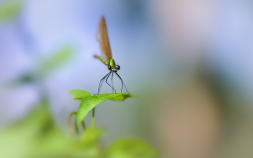 2018-07-31/Kobaia
Kobaia-Macro et proxiphotographie nature.
