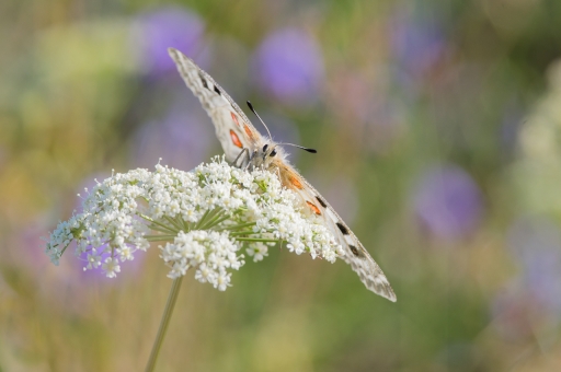 2018-07-30/ASM
ASM-Macro et proxiphotographie nature.
