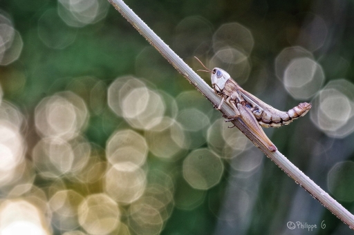 2018-08-21/Ph07
Ph07-Macro et proxiphotographie nature.
