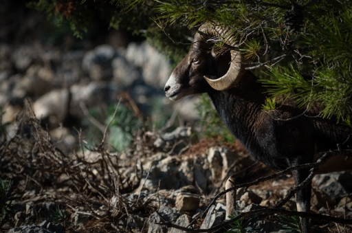 2018-09-28/degun13113
degun13113-Faune sauvage
