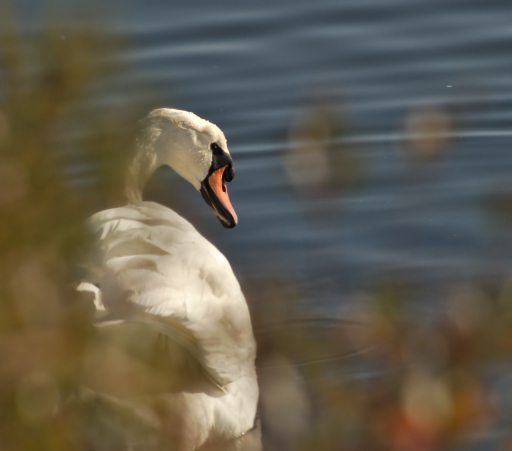 2018-11-19/theraps70
theraps70-Dans vos series "Reserve naturelle du Teich "
