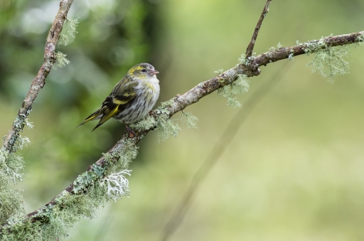 2019-01-05/LeBernard
Le Bernard-Faune sauvage.
