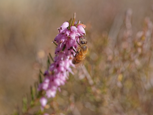 2019-02-23/Dan2
Dan2-Macro et proxiphotographie nature.
