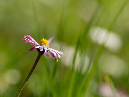 2019-02-24-Pech les oies
Pech les oies-Flore et botanique.
