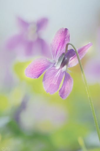 2019-02-05/Ph07
Ph07-Flore et botanique.

