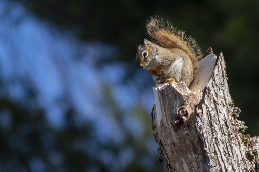 2019-04-30/Charrac
Charrac-Faune sauvage
