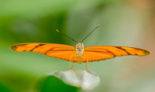 2019-05-08/neosilencers
neosilencers-Macro et proxiphotographie nature.
