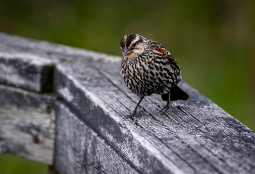 2019-05-25/Charrac
Charrac-Faune sauvage.
