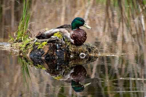 2019-06-03/Charrac
Charrac-Faune sauvage
