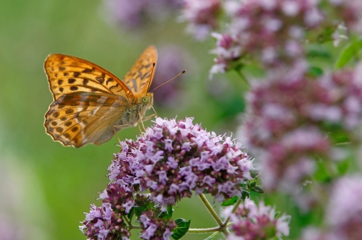 2019-07-22/charlysouho
charlysouho-Macro et proxiphotographie nature.
