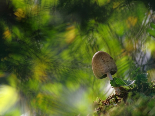 2019-10-24/charlysouho
charlysouho-Flore et botanique
