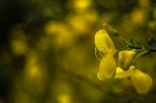 2019-10-29/Le Bernard
Le Bernard-Flore et Botanique.
