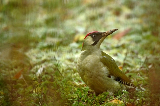 2019-12-10/charlysouho
charlysouho-Faune sauvage
