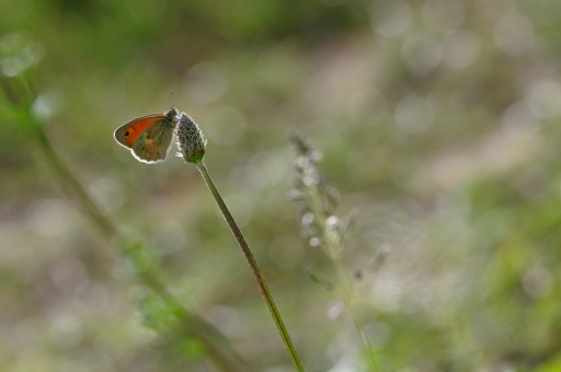 2020-05-04/charlysouho
charlysouho-Macro et proxiphotographie nature.
