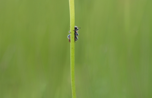 2020-02-06/SPentaxQR
SPentaxQR-Macro et proxiphotographie nature.
