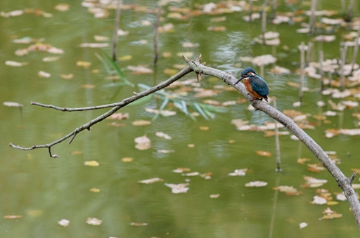 2020-10-03/Mitoufle
Mitoufle- Des oiseaux -4
