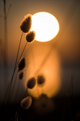 2020-12-16/pierrot73210
pierrot73210-Paysages et éléments naturels.
