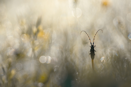 2020-12-22/donlope01
donlope01-Macro et proxiphotographie nature.
