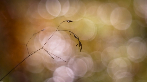 2016-11-12/FreD69
FeD69-Flore et Botanique.
