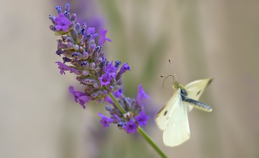 27-08-2015 / dedales
dedales [Macro et proxi-photo]
