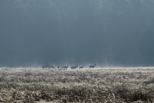 2017-10-17/greg18500
greg18500-Faune sauvage
