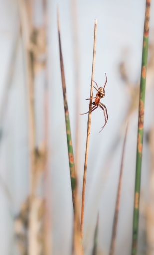 2016-10-28/Kobaia
Kobaia-Macro et proxiphotographie nature

