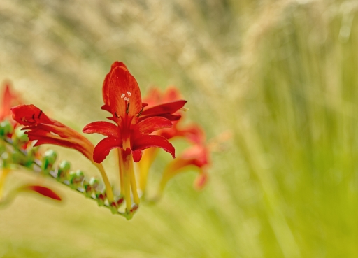 2016-07-31/TOFTOF
TOFTOF-Flore et botanique
