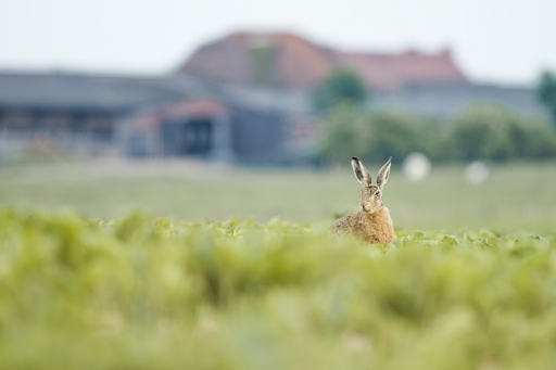 2016_07-24/elficologue
elficologue-Faune sauvage
