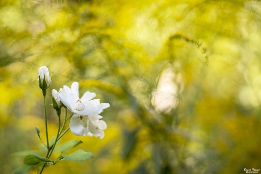 2018-09-02/Daenelyn
Daenelyn_Flore et Botanique
