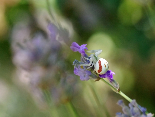 2019-07-19-papy57
papy57-Macro et proxiphotographie nature.
