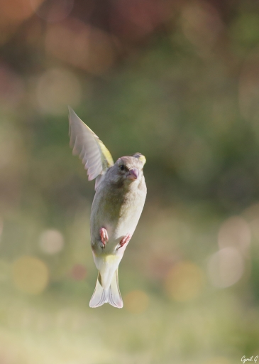 2019-02-25/CarpoDingo
CarpoDingo-Faune sauvage
