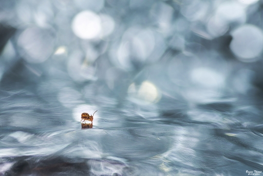 2019-02-12/Daenelyn
Daenelyn-Macro et proxiphotographie nature.
