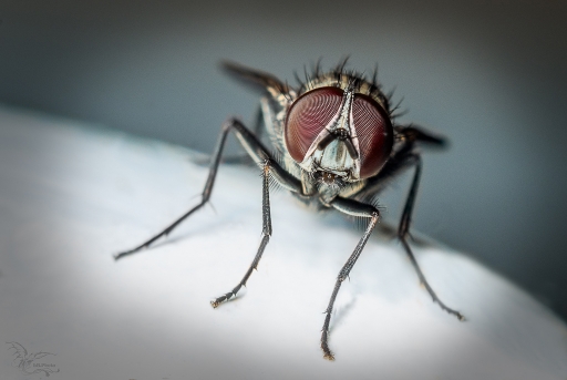 2017-03-10/phoenix1366
phoenix1366-Macro et proxiphotographie nature.
